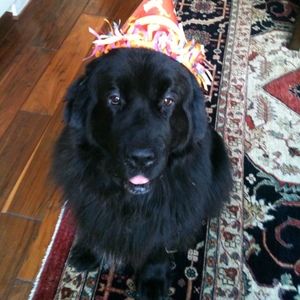 Meet your Posher, Posh